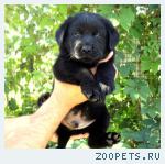 продаю щенков метисов лабрадора