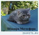 Экзотические короткошерстные котята