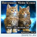 Мейн Кун - Питомник!