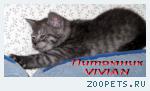 Британские дымные котята из питомника VIVIAN.