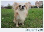 Вязка Чихуахуа кобели