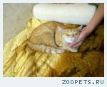 Найден кот