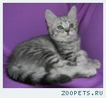 Шотландские котята и Хайленд