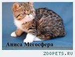 Би-колорные экзотические котята