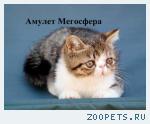 Би-колорные экзотические котята