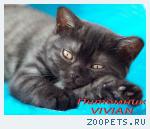 Британские дымные котята из питомника VIVIAN.