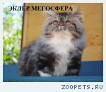 Роскошный перс