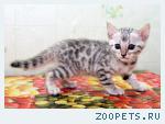 Бенгальские котята серебро