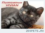 Британские дымные котята из питомника VIVIAN.