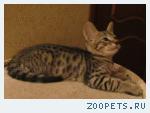 Бенгальский котик