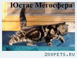 Экзотические короткошерстные котята