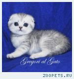 Вислоухий серебристый котик Калиостро с изумрудными глазами
