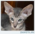 ориентальный котик 3 мес 8000 руб