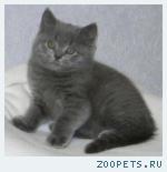 Шотландские котята и Хайленд