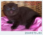 Шотландские вислоухие котята из питомника VIVIAN.