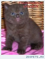 Британские шоколадные котята из питомника VIVIAN.