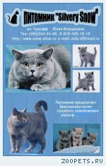 Голубые британские котята продаются.