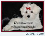 Купить щенка мальтезе, мальтийской болонки 