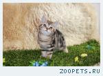 Британские мраморные котята