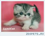 Персы и экзоты из питомника Lumicat. 