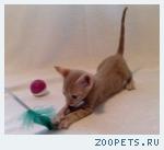 Корниш-рекс кудрявые котята