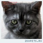 Британские дымные котята из питомника VIVIAN.