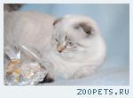 Котята-кошечки шотландские вислоухие.