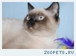 Котята шотландские голубоглазые сил-поинт окраса.