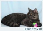 Котики шотландские страйт серебристого дымного окраса.