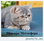 Экзотические короткошерстные котята
