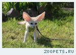 Лисичка Фенек