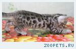 Бенгальские котята