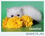 Персы и экзоты из питомника Lumicat.