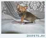 Чихуахуа мальчик минюшка 