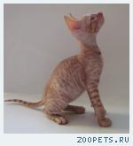 Корниш-рекс кудрявые котята