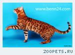 БЕНГАЛЬСКИЕ КОТЯТА