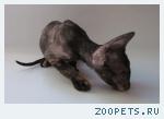 Корниш-рекс кудрявые котята