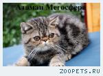 Мраморный экзотический котик