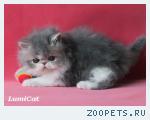 Породистые персидские и экзотические котята.