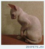 Корниш-рекс кудрявые котята