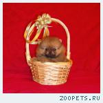 Шпиц померанского типа, щенки