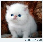 Персидские котята-котики