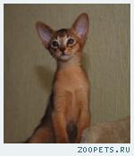 Абиссинский котёнок