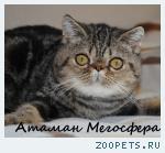 Мраморный экзотический котик