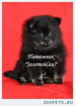 Померанский (немецкий) шпиц щенки