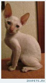 Корниш-рекс кудрявые котята