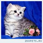 Британские и вислоухие плюшевые серебристые котята шоу-класс