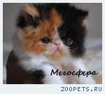 Персидские котята