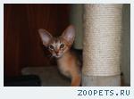Абиссинский котёнок