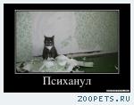 пропала кошка